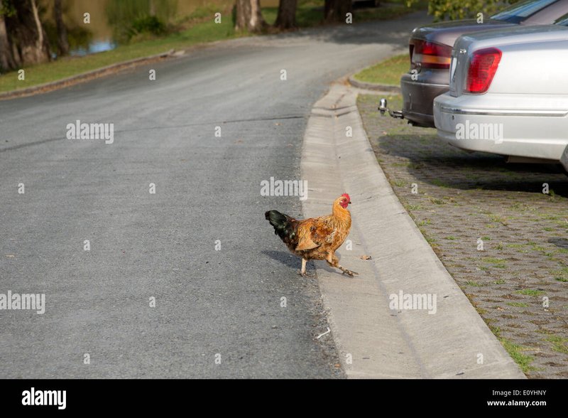 Chicken road españa in Spain